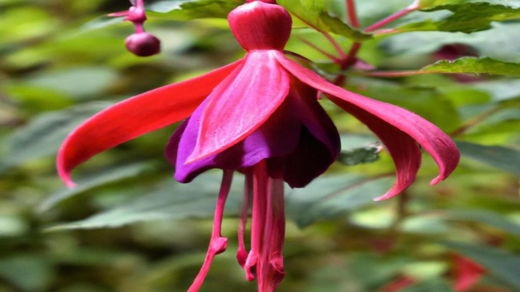 Z Jakim kolorem pasuje fuksja?